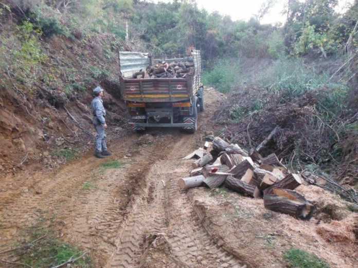 legname rubato I carabinieri-forestali di Acri hanno denunciato boscaiolo