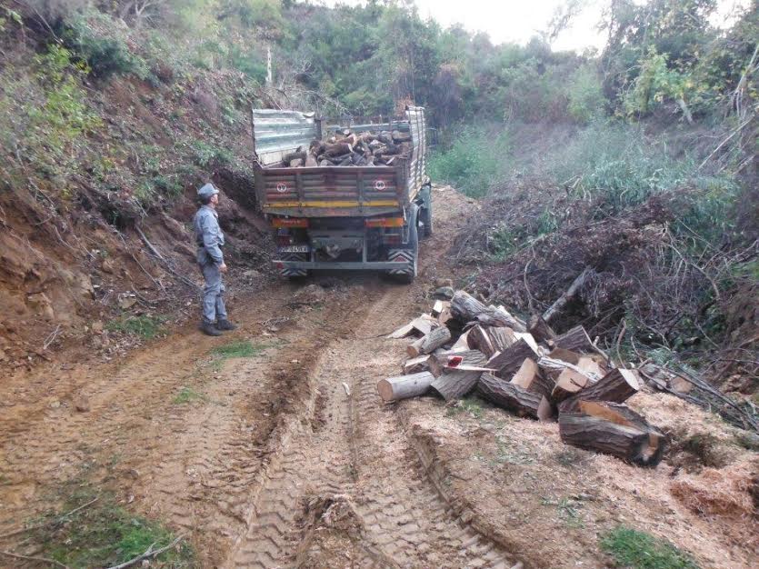 I carabinieri-forestali di Acri hanno denunciato boscaiolo