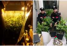 carabinieri serra marijuana paola