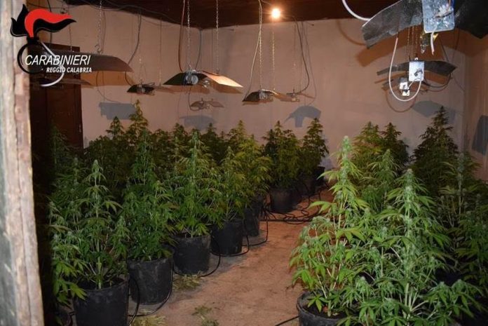 piantagione marijuana Taurianova Marcello Spirlì,Piantagione di marijuana