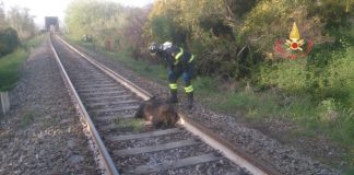 cinghiale travolto da treno