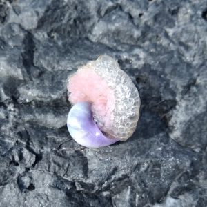 Janthina pallida trovata in spiaggia calabrese