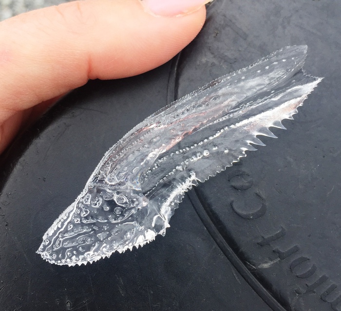 Cymbulia peronii trovata in spiaggia calabrese