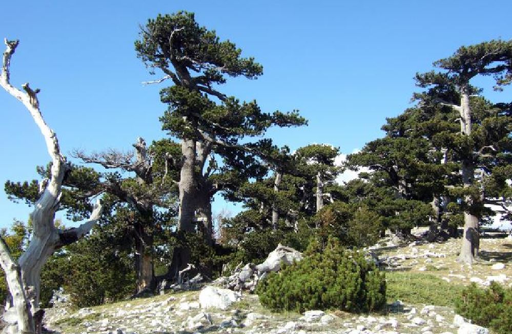L'albero più vecchio d'Europa si trova sul Pollino