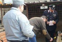 Animali maltrattati in canili abusivi, tre denunce nel Cosentino animali cani maltrattati