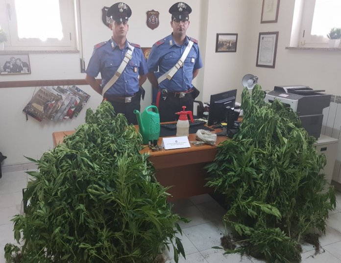 piantagione marijuana bocchigliero I Carabinieri di Bocchigliero (Cosenza), hanno arrestato in flagranza B.S., di 24 anni accusato di coltivazione e detenzione di sostanza stupefacente. I militari dipendenti della Compagnia di Rossano, nel corso di un servizio finalizzato alla prevenzione ed alla repressione di reati connessi alla droga, in un sopralluogo, hanno individuato una piantagione di “erba” all’interno di un terreno e nascosta tra un uliveto. Dopo un servizio di osservazione il ventiquattrenne è stato notato dirigersi verso l’area interessata e, dopo averlo seguito, lo hanno colto mentre si apprestava ad annaffiare una quarantina piante di canapa indiana. I militari dell’Arma hanno poi proceduto ad effettuare anche una perquisizione presso l’abitazione del giovane, dove sono stati rinvenuti, in due stanze differenti, altri sessanta grammi di marijuana, di cui sedici suddivisi in quattro dosi già pronte per essere smerciate, mentre altri quarantaquattro grammi sono stati rinvenuti durante la fase di essiccazione. Per il giovane sono scattate le manette e, su disposizione del pm di turno della Procura di Castrovillari, è stato sottoposto agli arresti domiciliari a disposizione dell’autorità giudiziaria. Lo stupefacente è stato sottoposto a sequestro. Insieme alle piante, avrebbe potuto fruttare diverse centinaia di dosi per un valore stimato d qualche migliaia di euro.