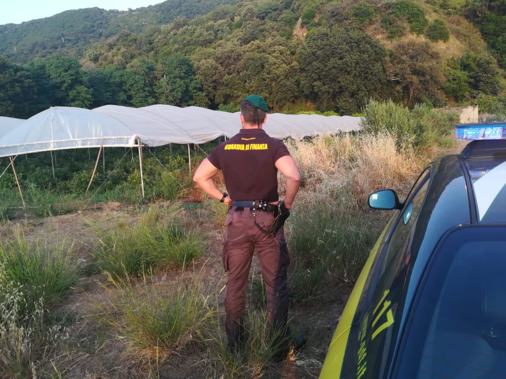 piantagione marijuana gdf vibo