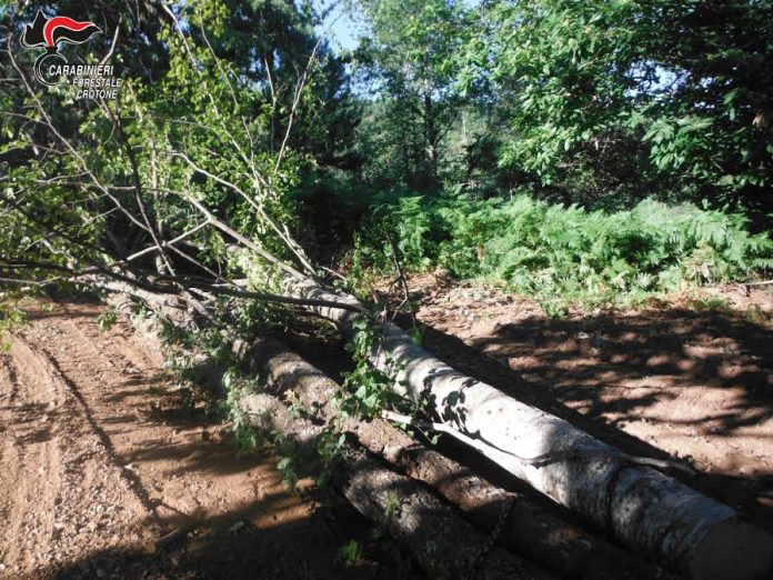 alberi tagliati