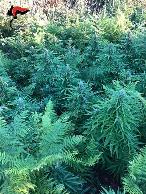 piantagione marijuana Locride