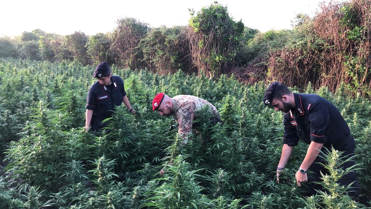 piantagione marijuana cacciatori