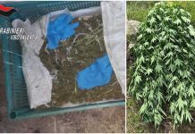 piantagione marijuana joppolo