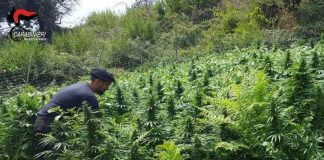 Piantagioni di marijuana, arrestate cinque persone ad Africo