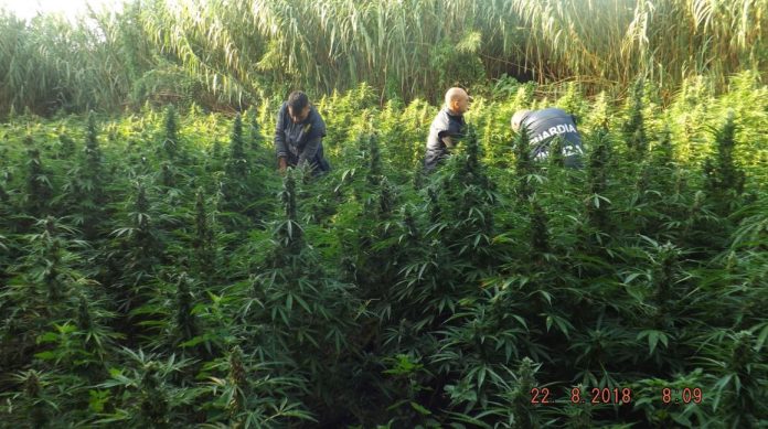 piantagione marijuana finanza piantagione marijuana finanza