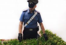 piante canapa terrazzo Labate