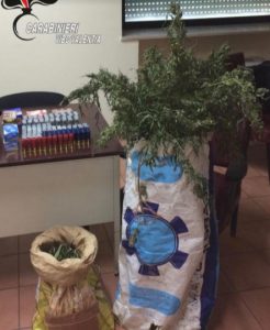 cartucce e marijuana zungri