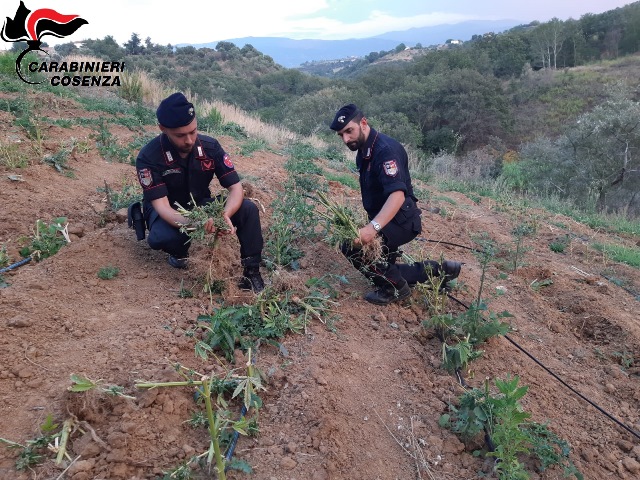 marijuana Lattarico