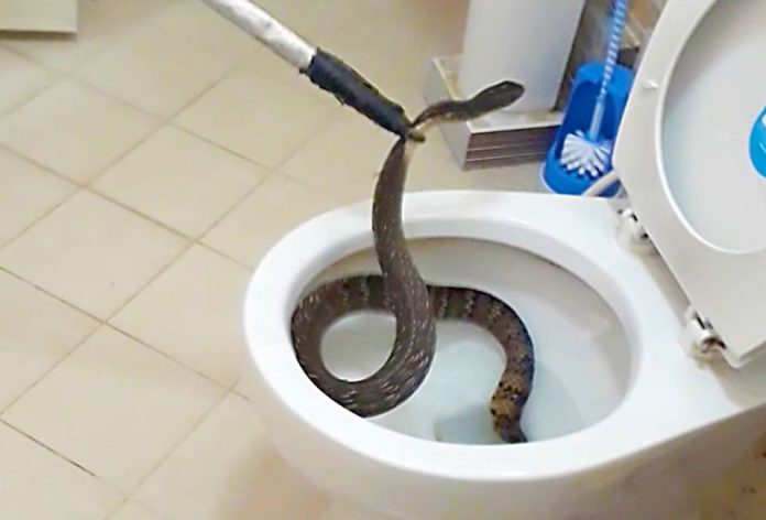 serpente water bagno serpente water bagno