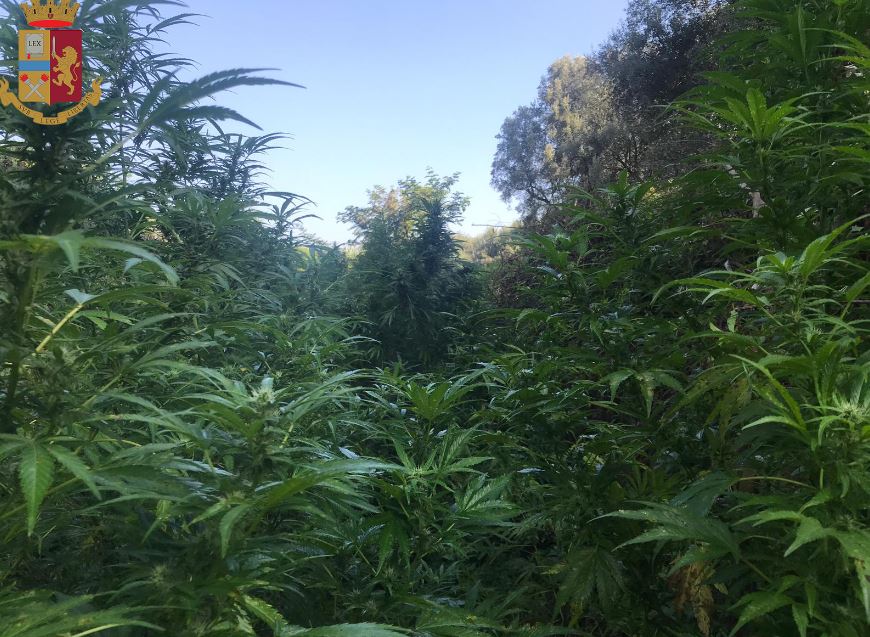 La piantagione di marijuana scoperta a Taurianova