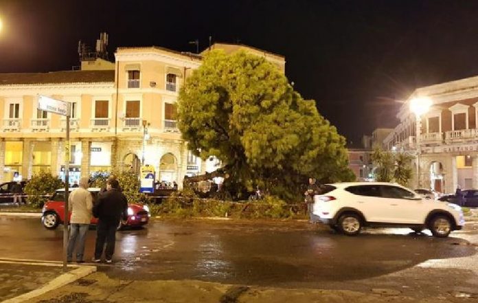 Pino marittico caduto a Crotone