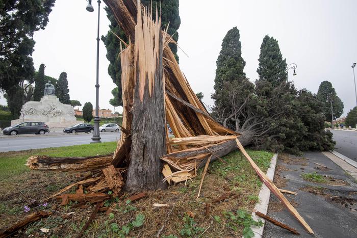 maltempo, danni, allagamenti, alberi caduti su auto