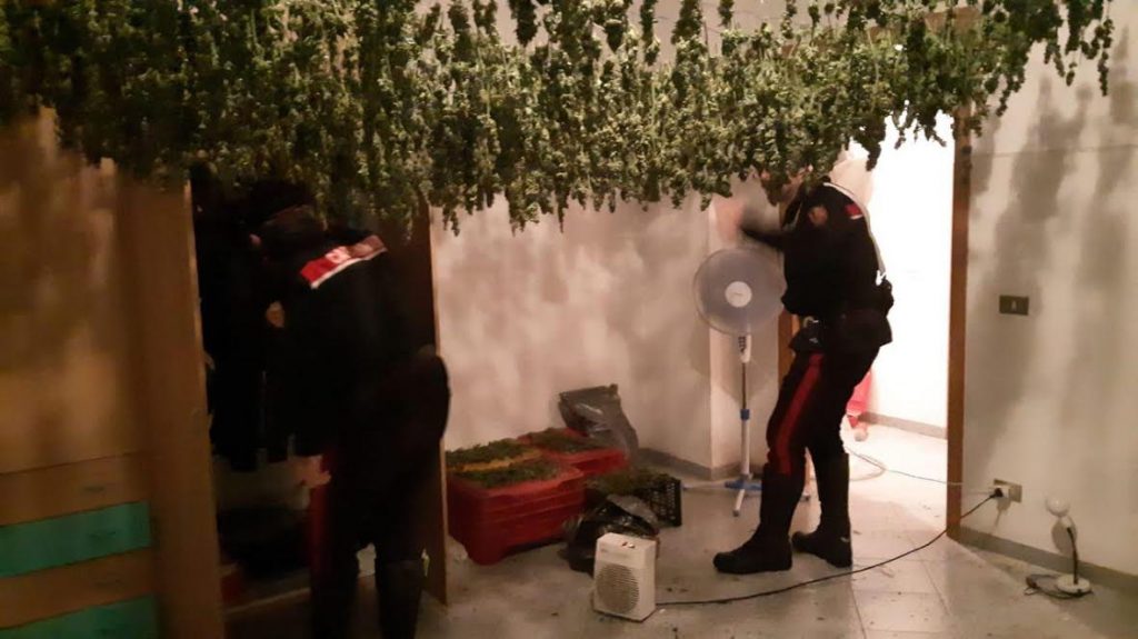 marijuana San Ferdinando