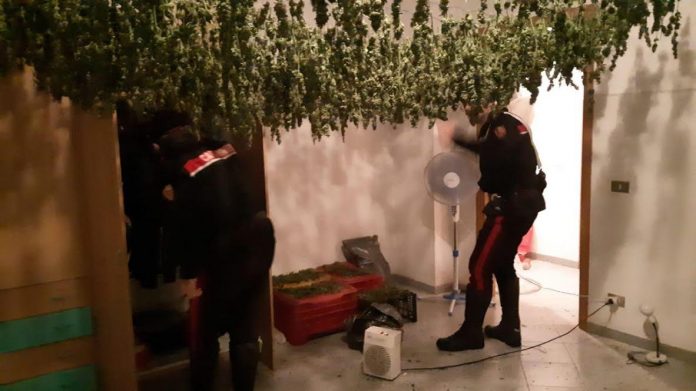 marijuana San Ferdinando marijuana San Ferdinando