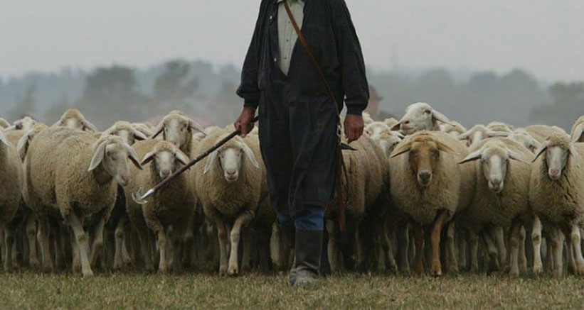 pastore gregge pecora