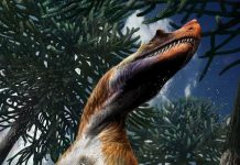 Italiano il più antico dei dinosauri predatori, risale a 200 milioni di anni fa Particolare della ricostruzione del Saltriovenator, era ricoperto da proto-piume filamentose