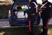 Forza l’Alt dei CC, nel bagagliaio trasportava 100 kg di “erba”: arrestato marijuana bagagliaio