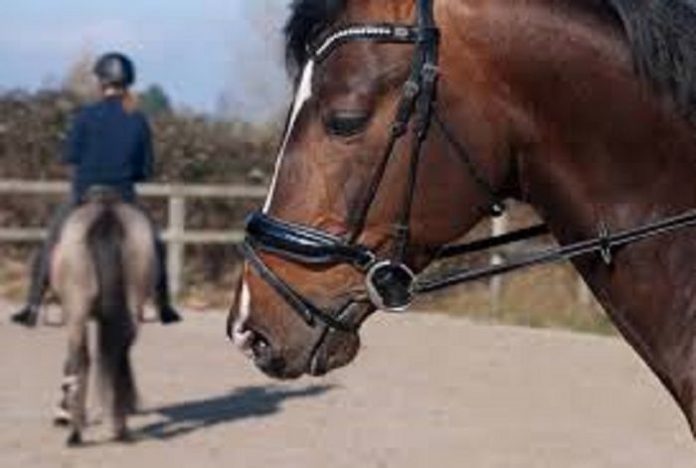 cavallo