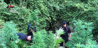 Scoperta piantagione di marijuana a Lamezia. Indagini