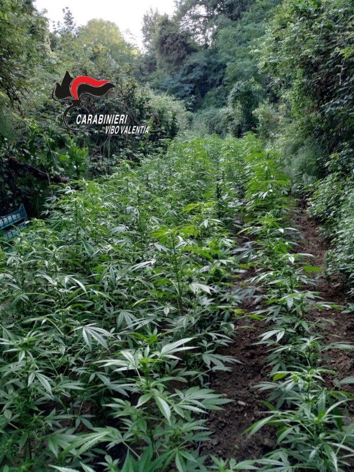 piantagione marijuana limbadi