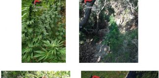 Scoperte nel Vibonese 17 piantagioni di marijuana, giro per milioni di euro