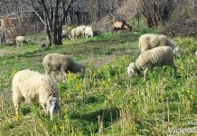 Gregge “sacro” in terreni di coop anti-ndrangheta, indagini