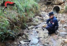 Sversava reflui del frantoio nel torrente, inquinandolo. Denunciato il proprietario