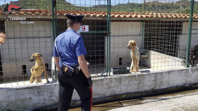 canile sant'ilario