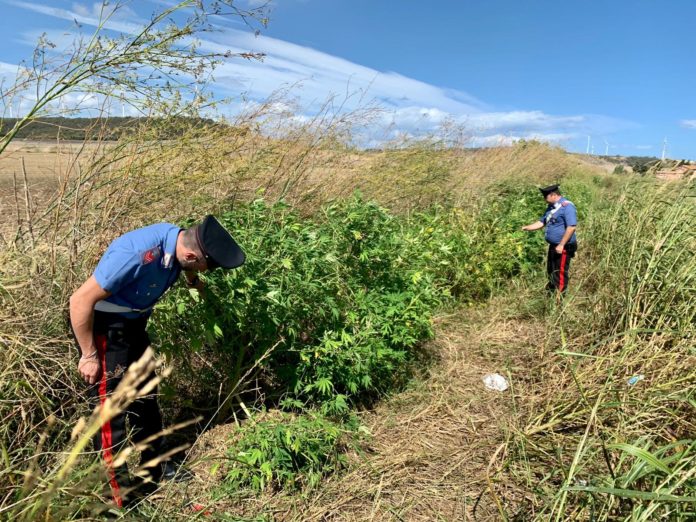 piantagione marijuana isola capo