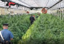 Coltivazione di marijuana in un azienda ortoflorovivaistica, 8 arresti nel Catanzarese