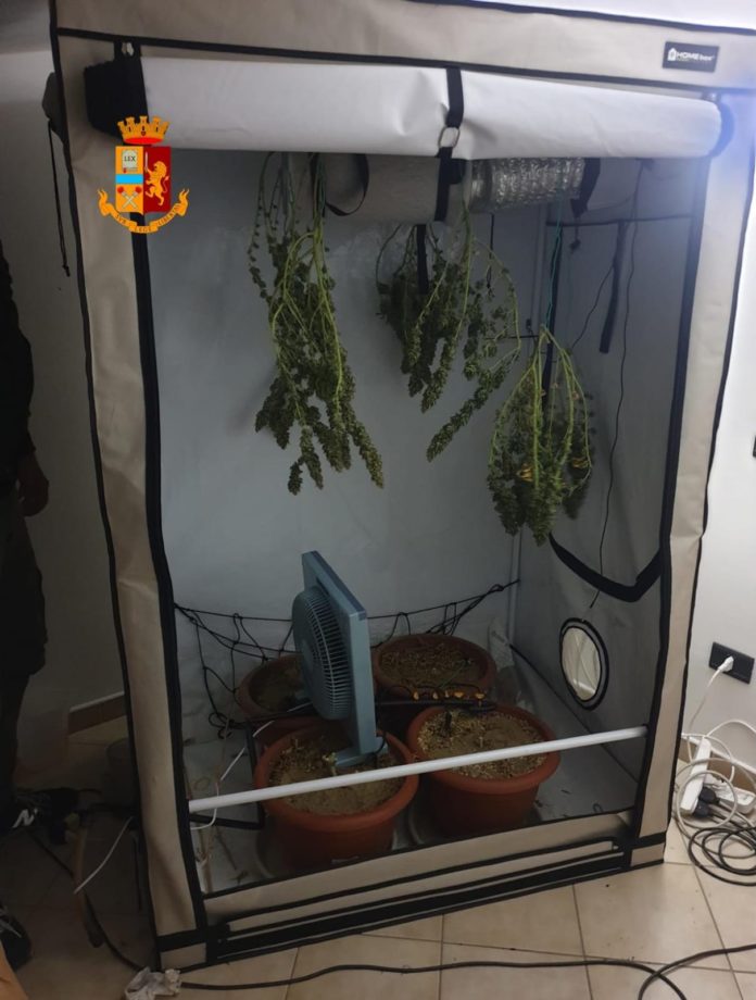 serra marijuana casa corigliano