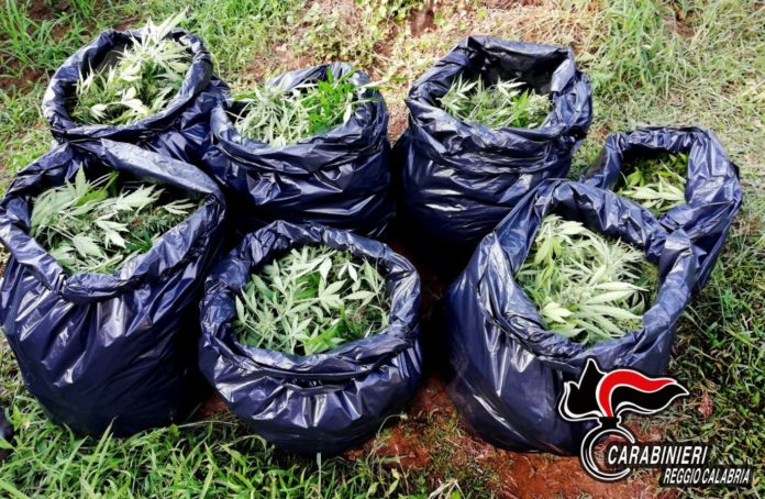 marijuana taurianova