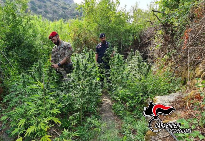 Piantagione marijuana gioiosa