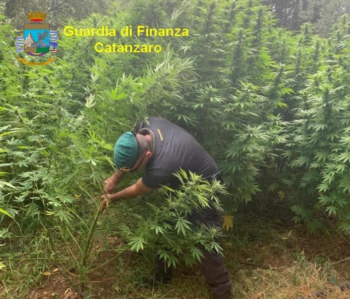 piantagione marijuana catanzarese (4)