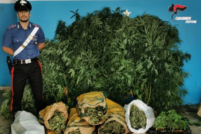 piantagione marijuana e droga Isola
