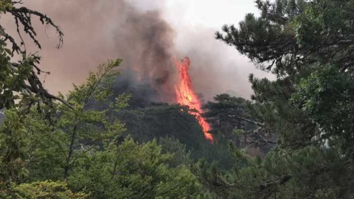 incendio boschivo2