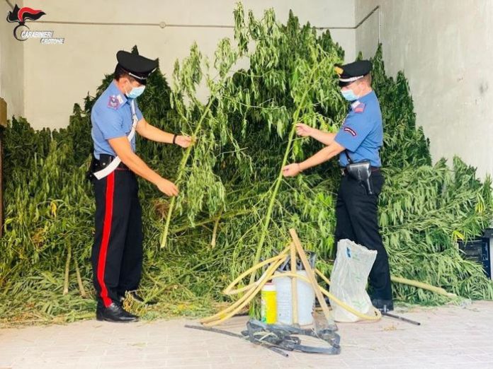 marijuana vobo456