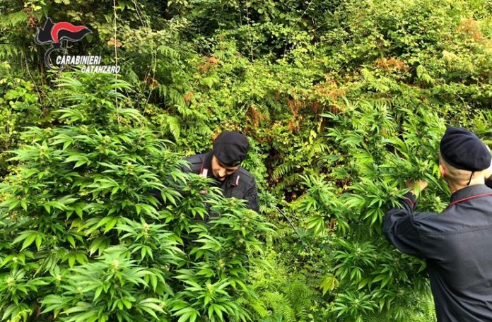 piantagione canapa marijuana23