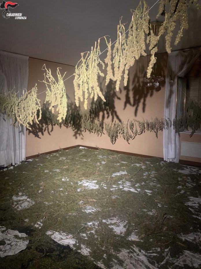 marijuana essiccata corigliano