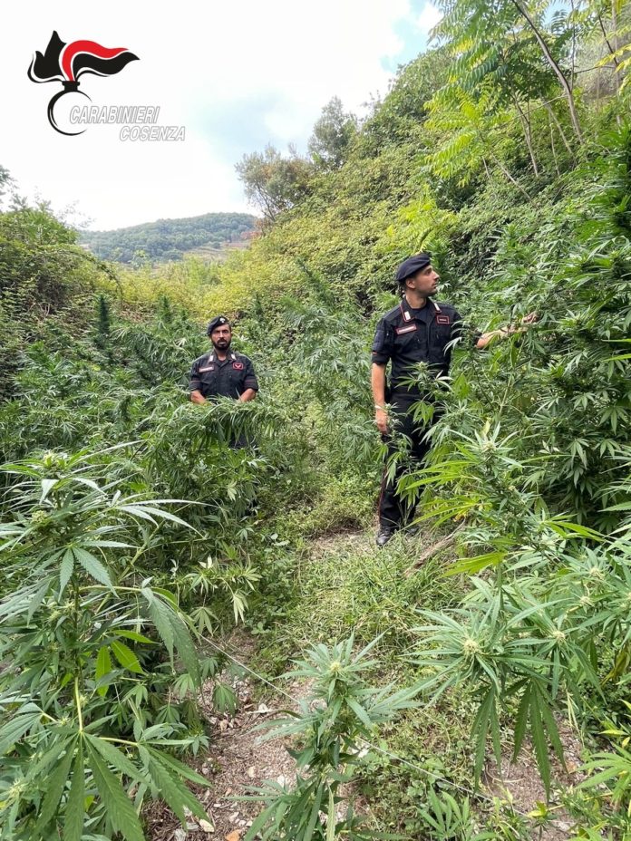 piantagione marijuana Cetraro