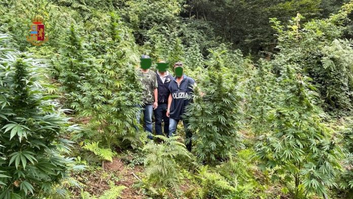 piantagione marijuana fuscaldo