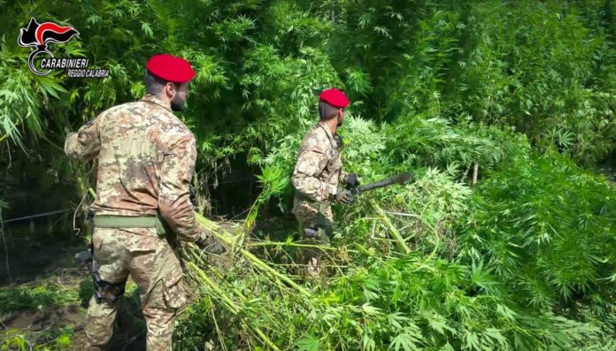 carabinieri cacciatori piantagione marijuana rc